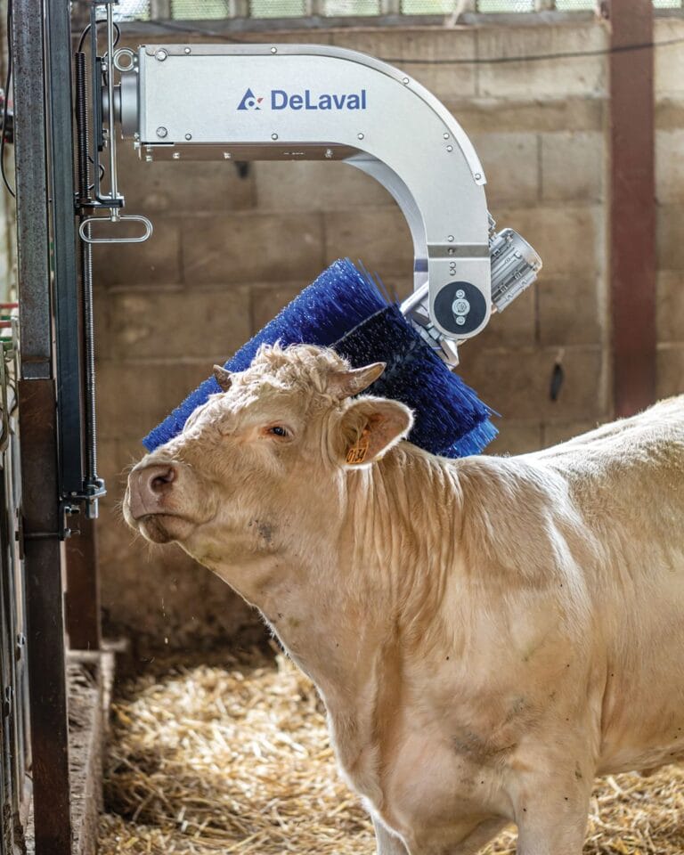 Koeborstel de laval model vleesvee